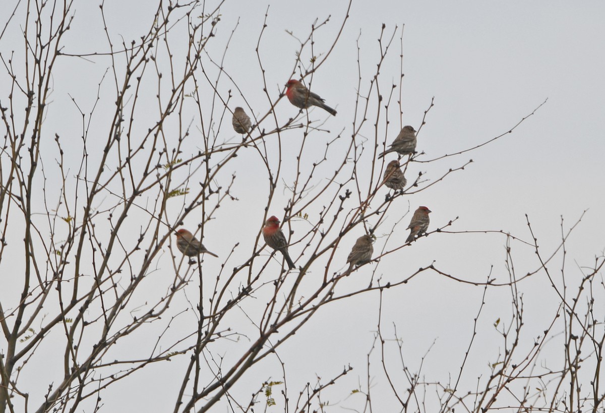 House Finch - ML213115461