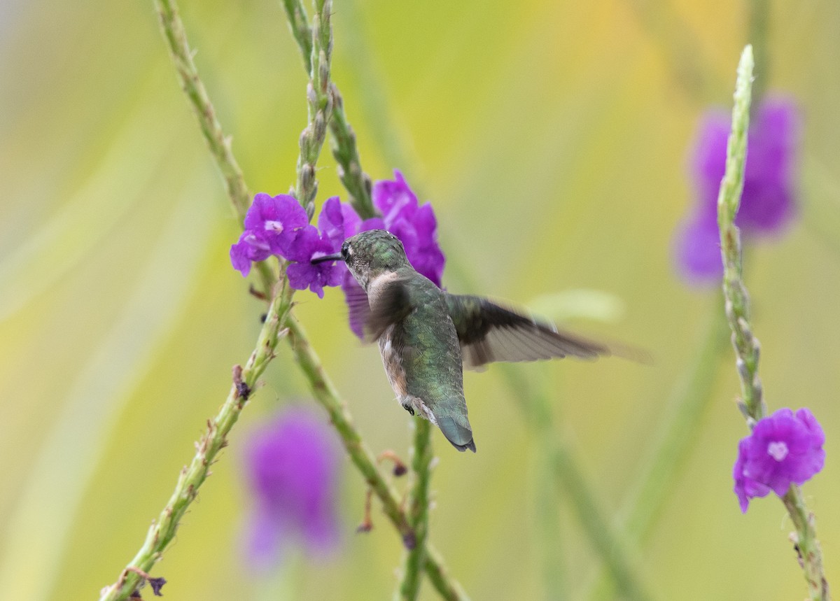 Ruby-throated Hummingbird - Sharon J
