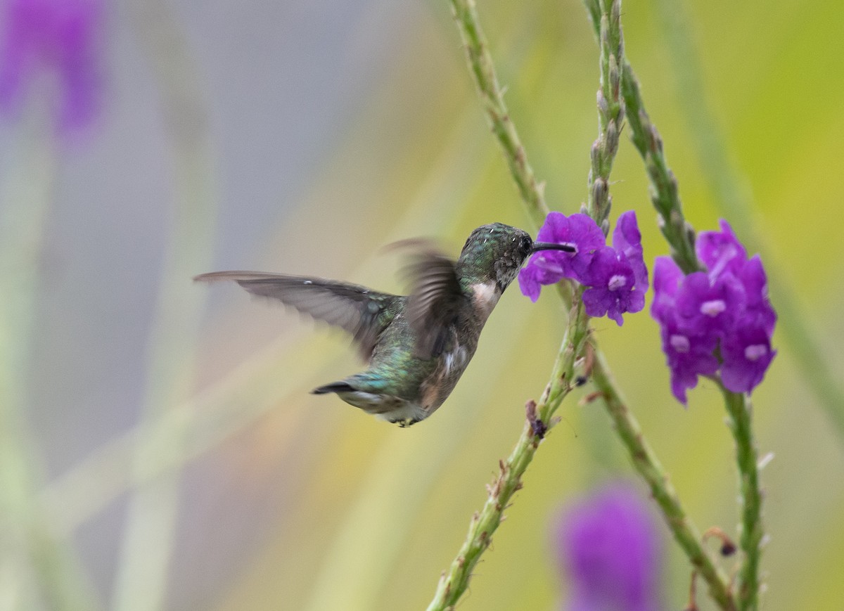 Ruby-throated Hummingbird - Sharon J