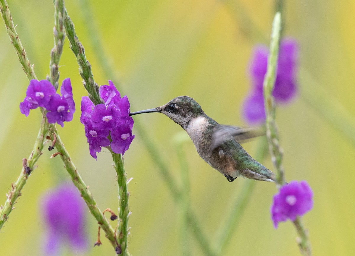 Ruby-throated Hummingbird - Sharon J