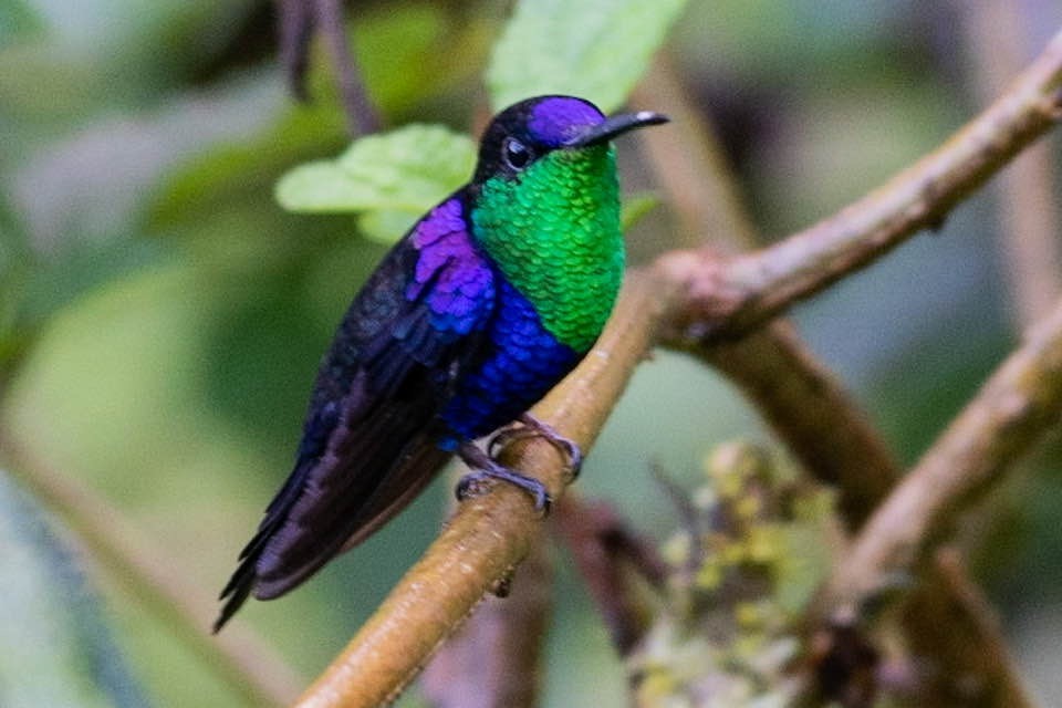 kolibřík vidloocasý - ML213116631