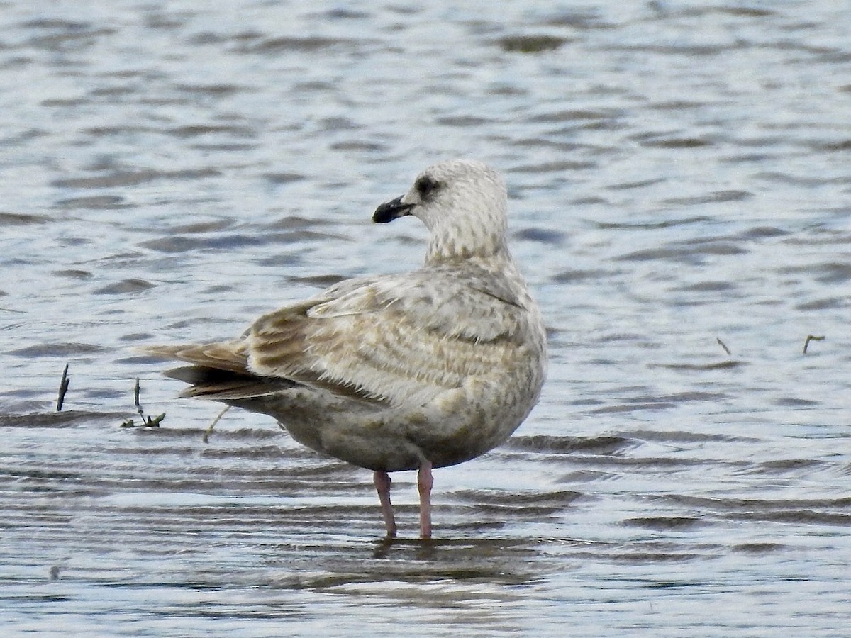 Slaty-backed Gull - Michael Young