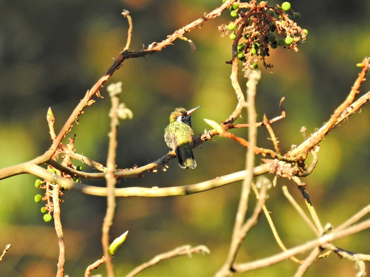 White-eared Hummingbird - ML213122071