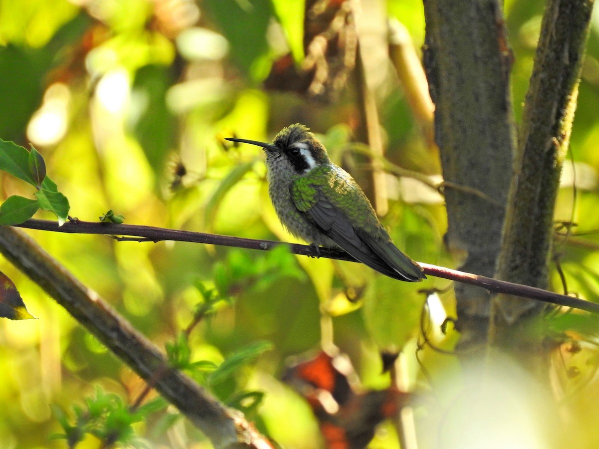 White-eared Hummingbird - ML213122521