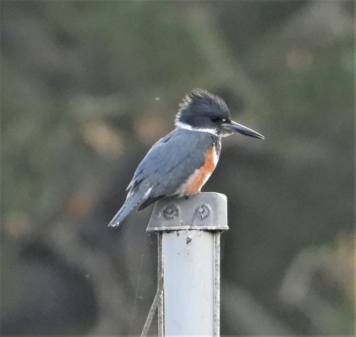 Belted Kingfisher - ML213123891