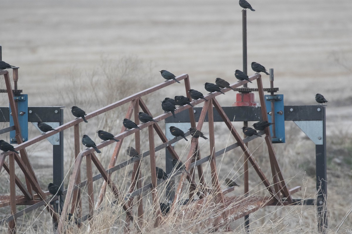 Tricolored Blackbird - Tanner Martin