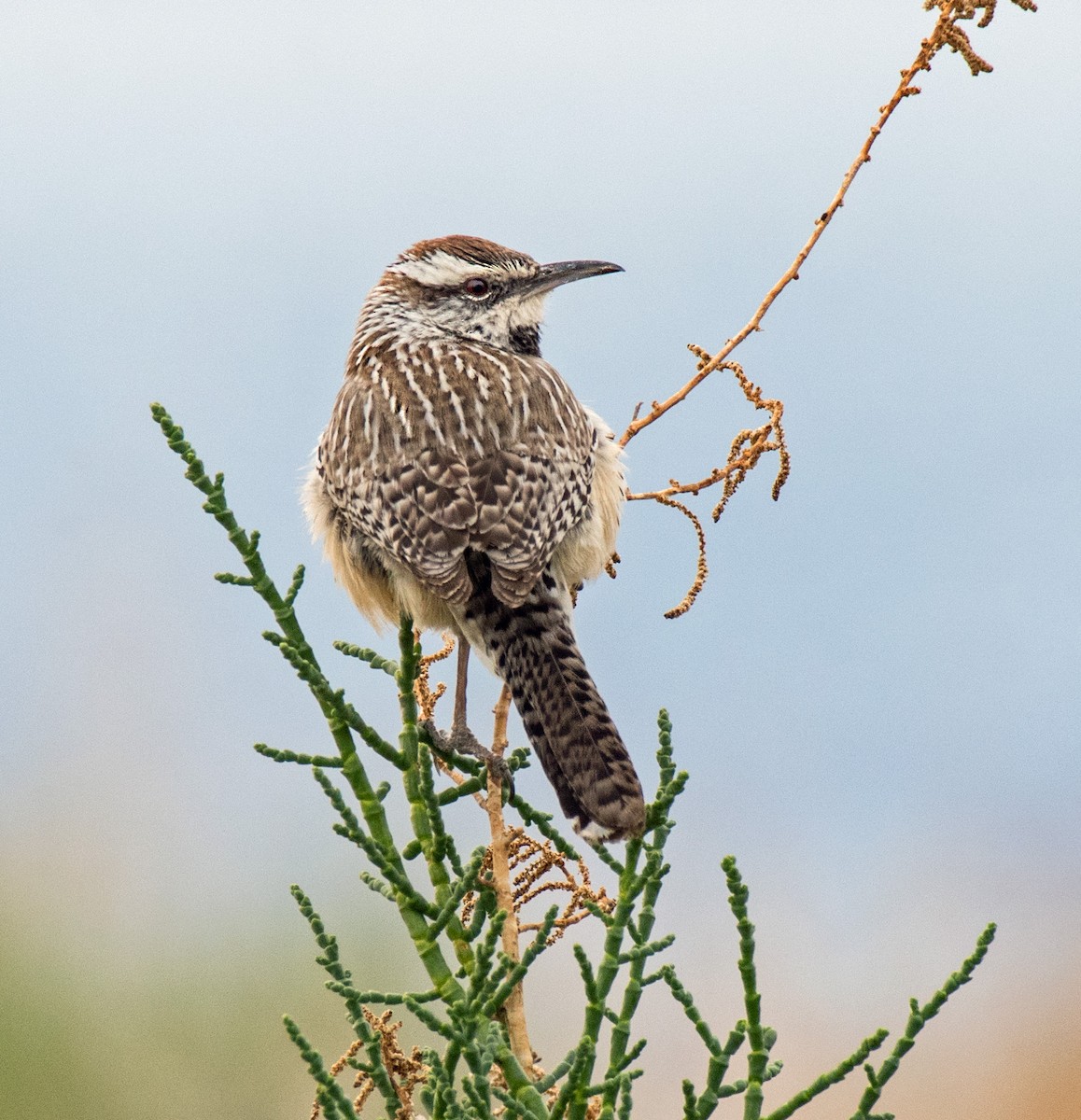 Cactus Wren - Alison Davies