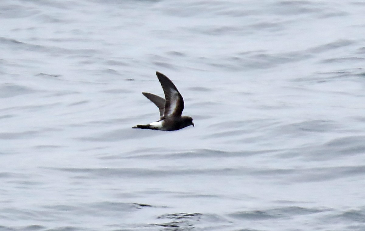 Pincoya Storm-Petrel - Daniel López-Velasco | Ornis Birding Expeditions