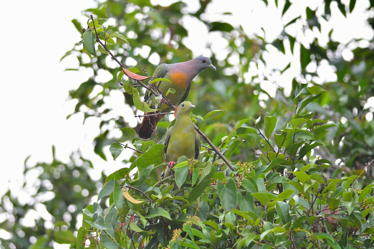 Pink-necked Green-Pigeon - Weber Tsai