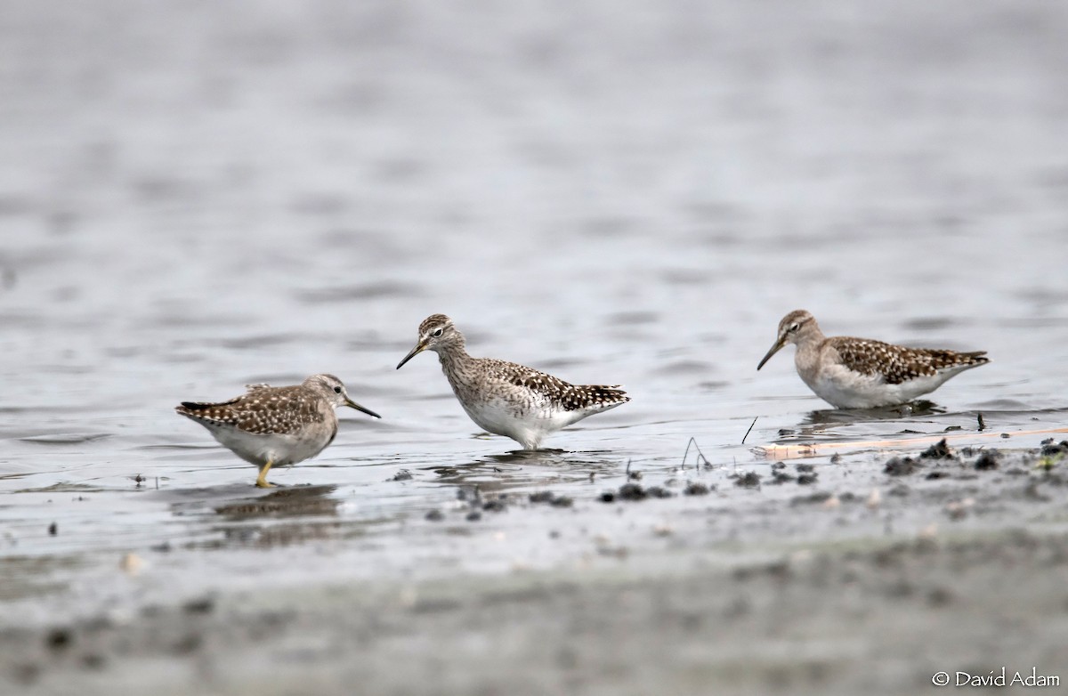 Wood Sandpiper - ML213132001