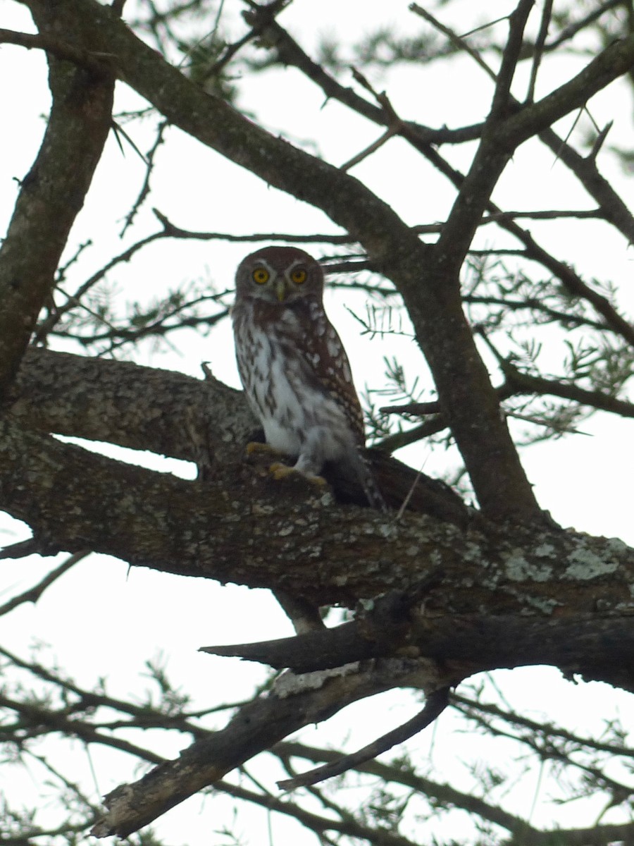 Pearl-spotted Owlet - ML213132011