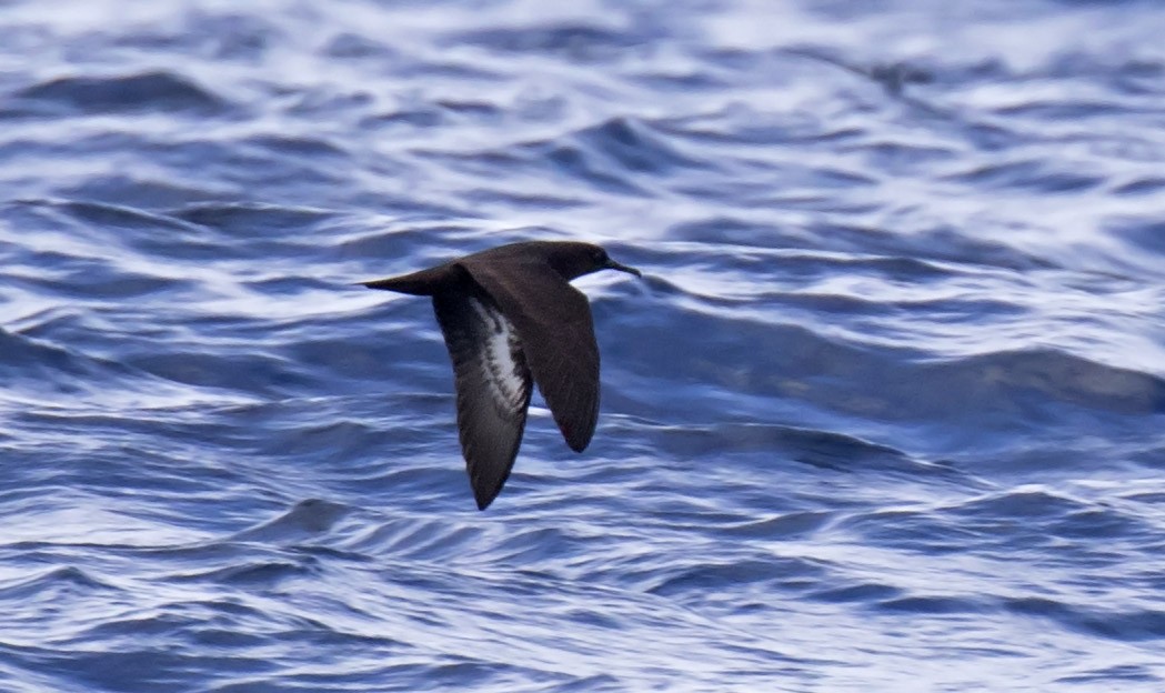 Heinroth's Shearwater - Daniel López-Velasco | Ornis Birding Expeditions