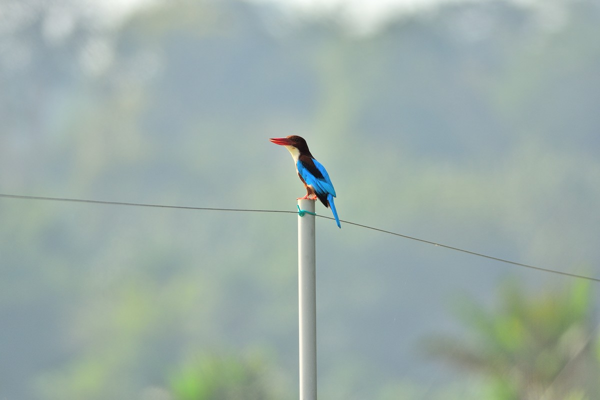 White-throated Kingfisher - Weber Tsai