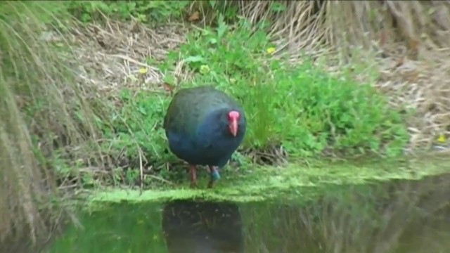 South Island Takahe - ML213134901