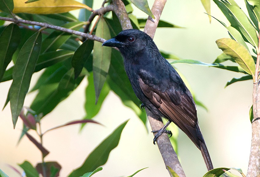 Drongo de Grande Comore - ML213134921