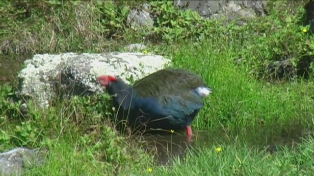 South Island Takahe - ML213134931