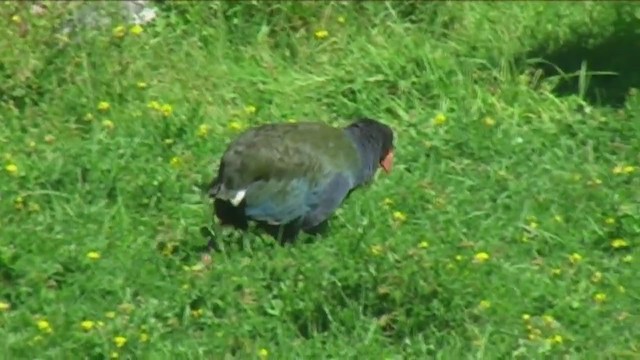 Calamón Takahe - ML213134941