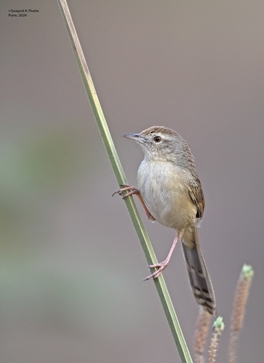 Jungle Prinia - ML213135191