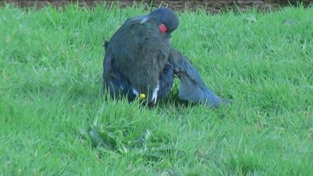 South Island Takahe - ML213135901