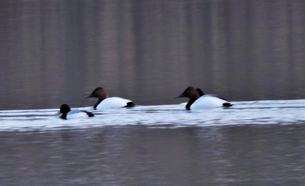 Canvasback - Eric Michael