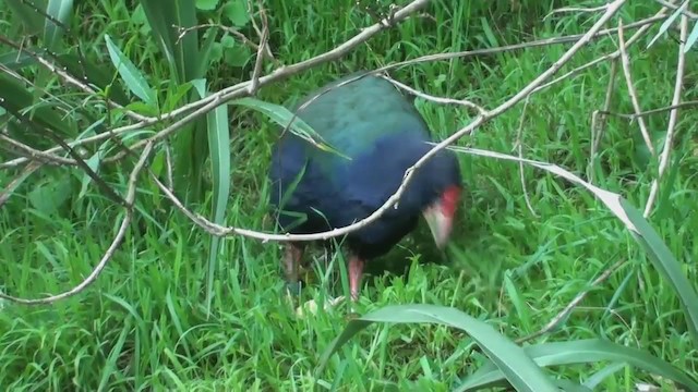 South Island Takahe - ML213136201