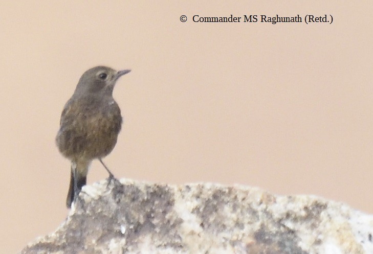 Black Redstart - MS Raghunath