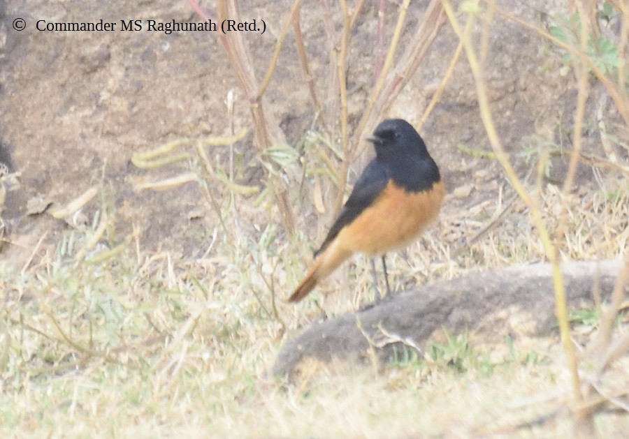 Black Redstart - MS Raghunath