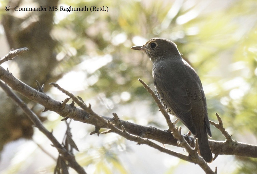 Blue-capped Rock-Thrush - MS Raghunath