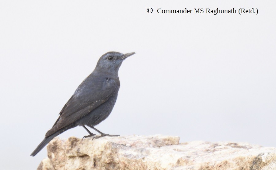 Blue Rock-Thrush - MS Raghunath