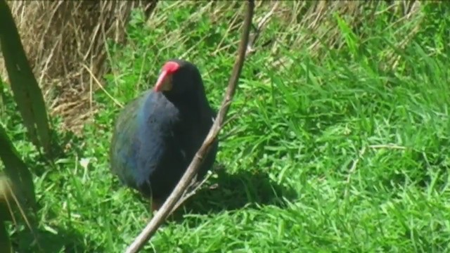 South Island Takahe - ML213137521