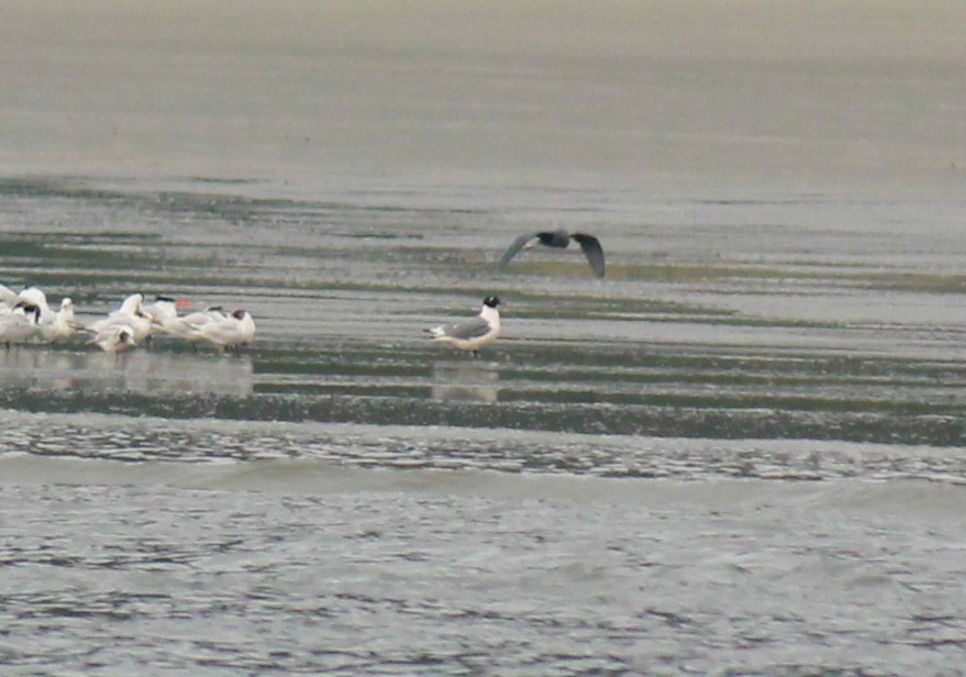 Franklin's Gull - ML213139281