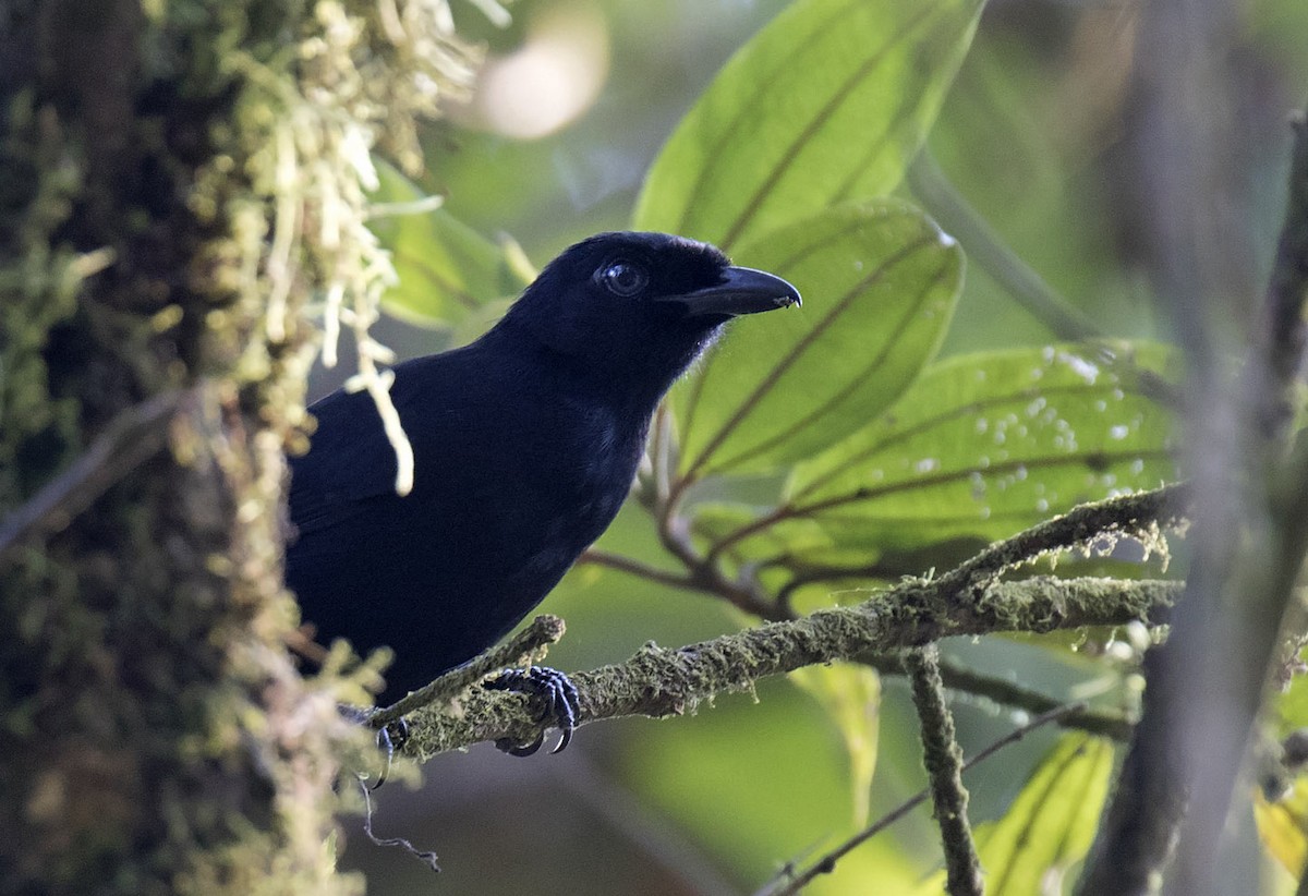 Willard's Sooty Boubou - ML213141661