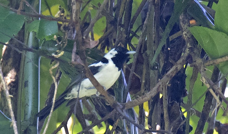 Black-tailed Monarch - ML213142011