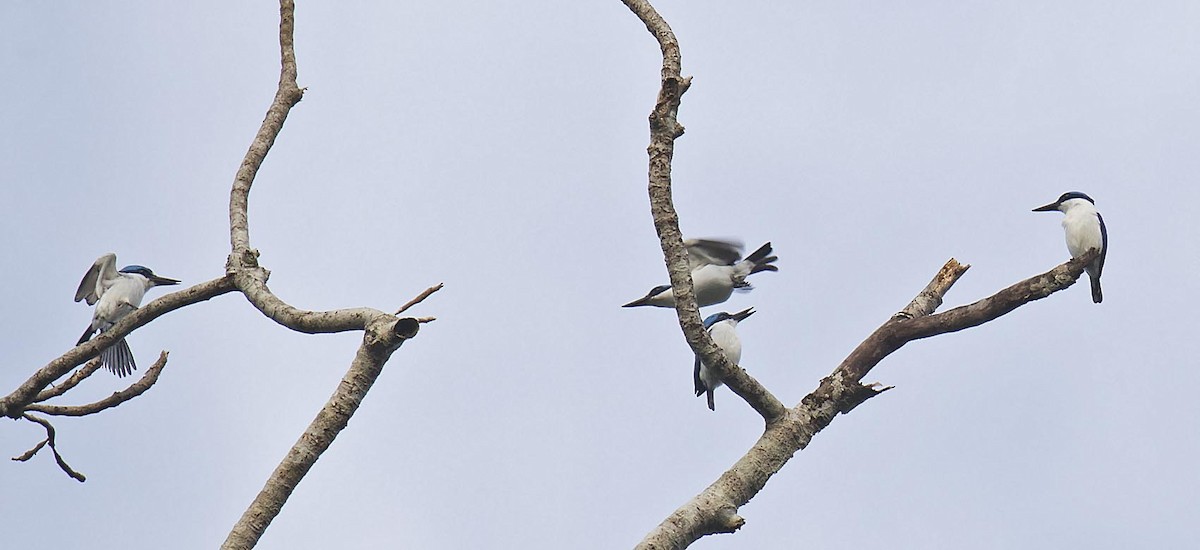 Martin-chasseur à dos blanc - ML213142111