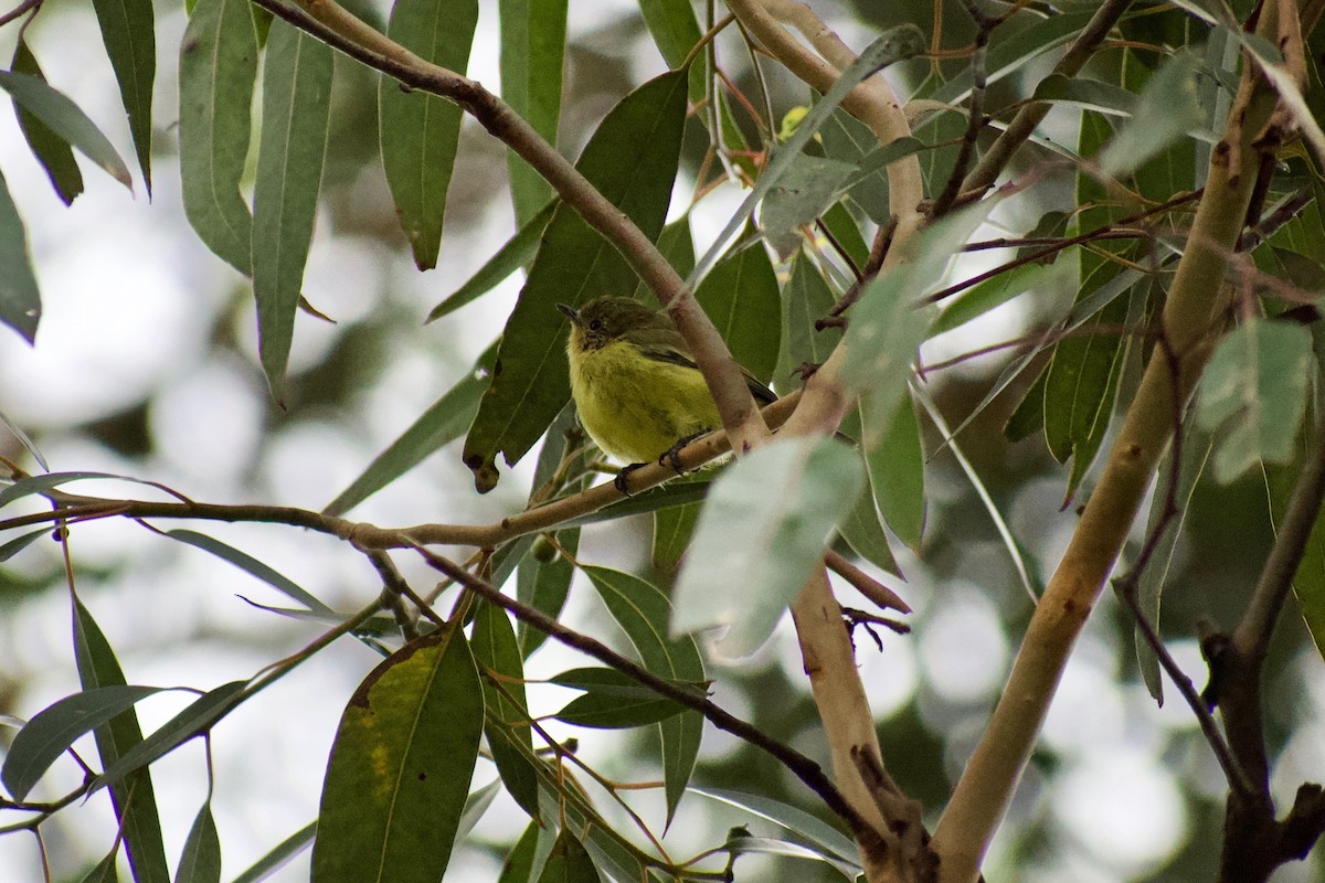 Yellow Thornbill - ML213142321