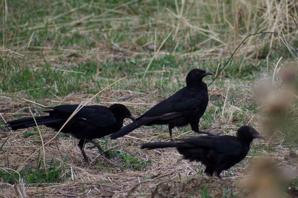 White-winged Chough - ML213142391