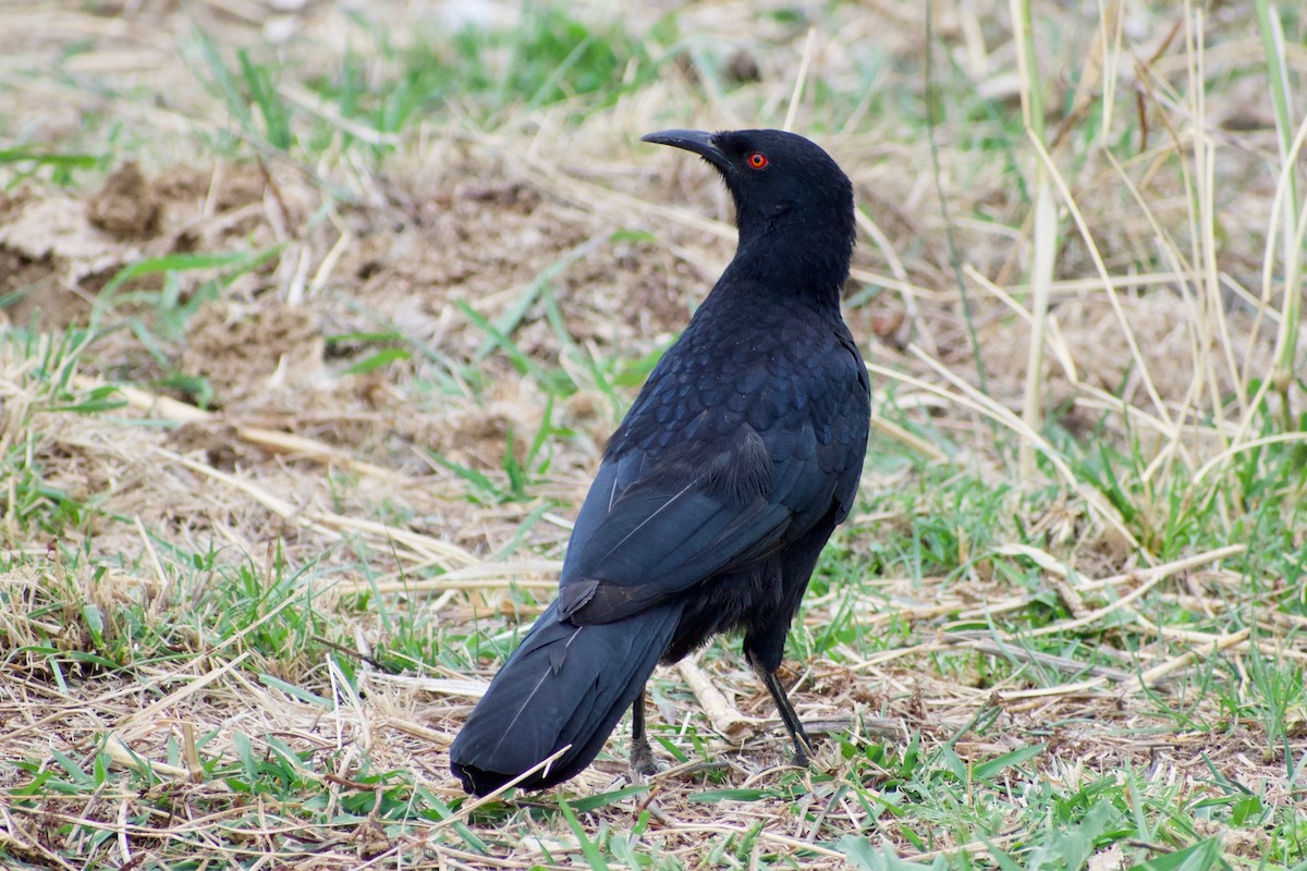 White-winged Chough - ML213142401