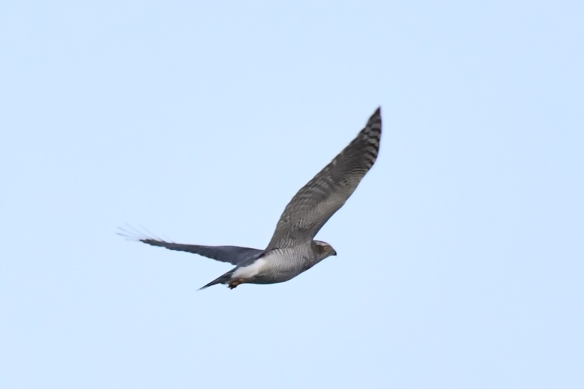 Eurasian Goshawk - ML213142831