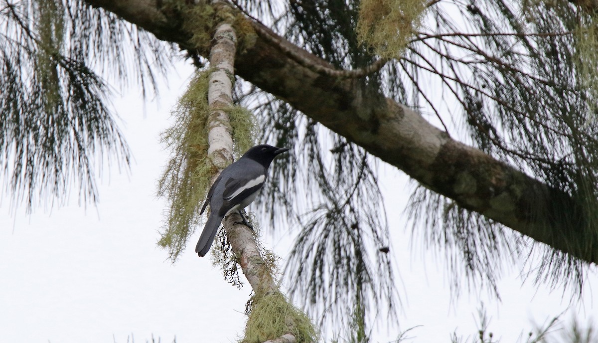 McGregor's Cuckooshrike - Pete Simpson