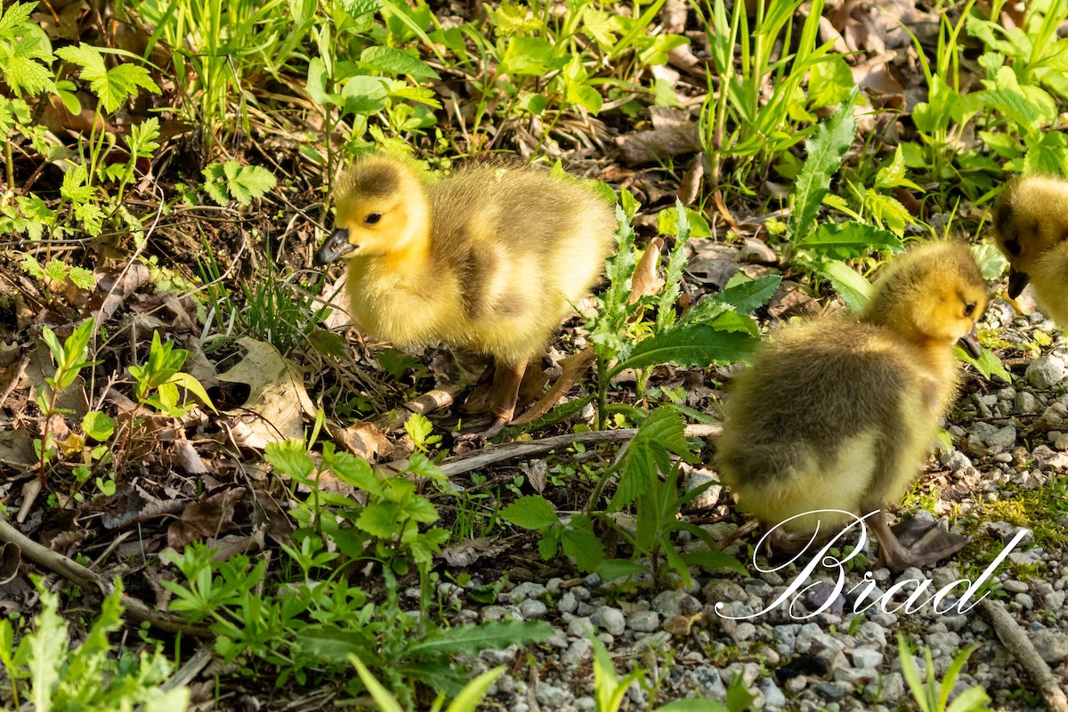 Bernache du Canada - ML213144351