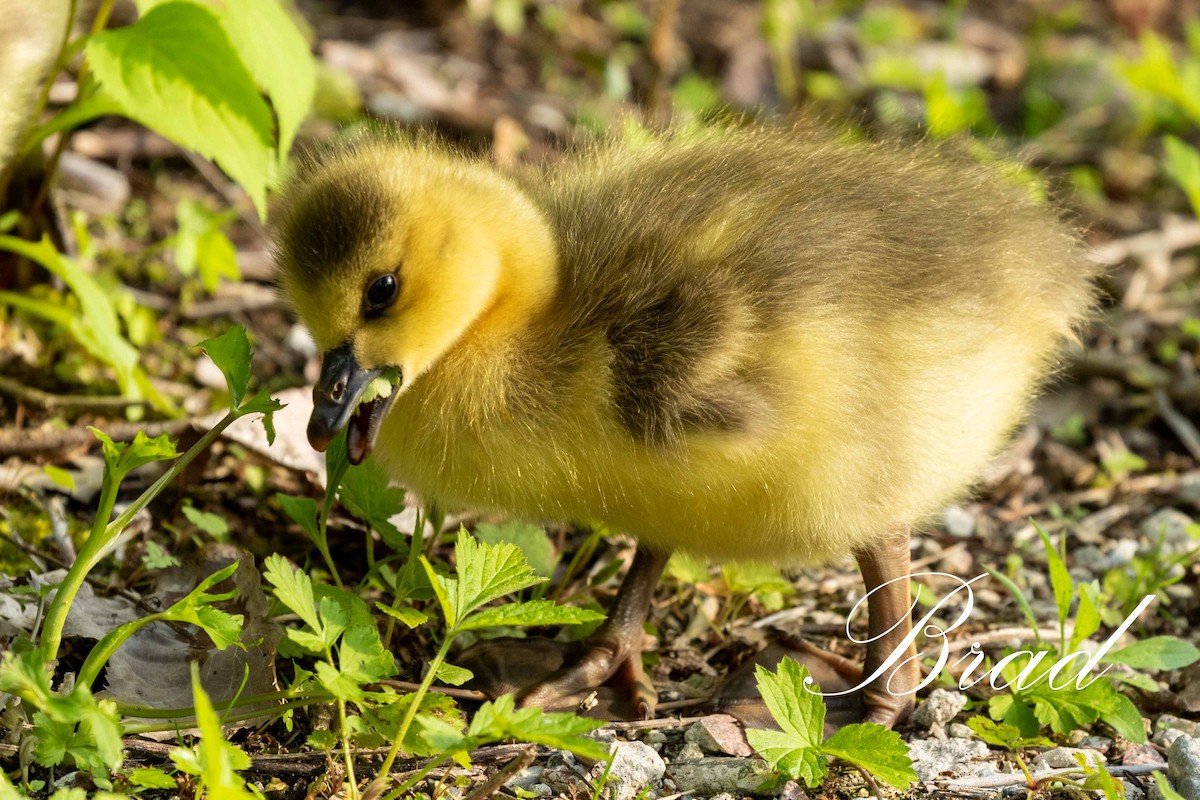 Bernache du Canada - ML213144361