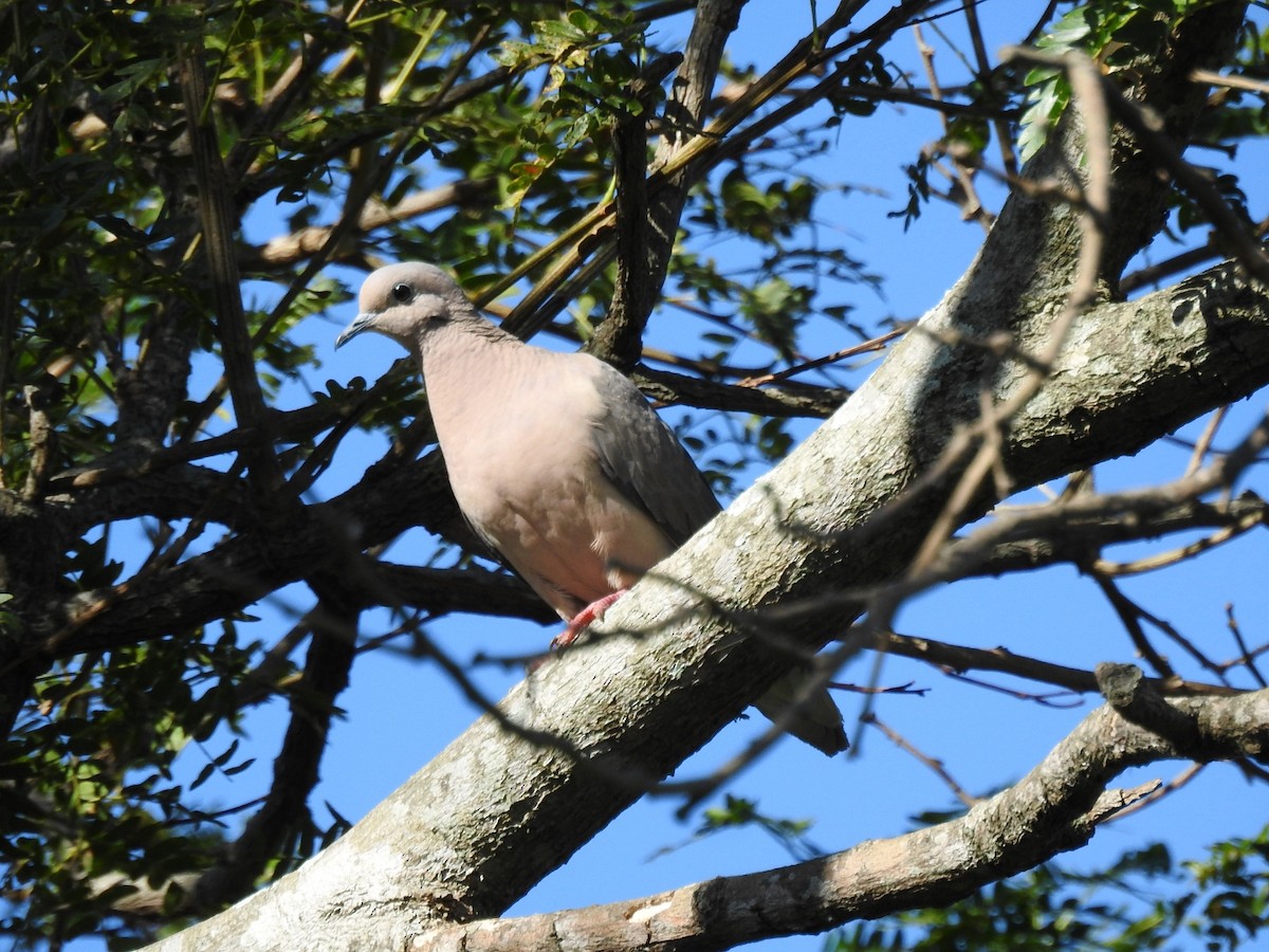 Eared Dove - ML213144511