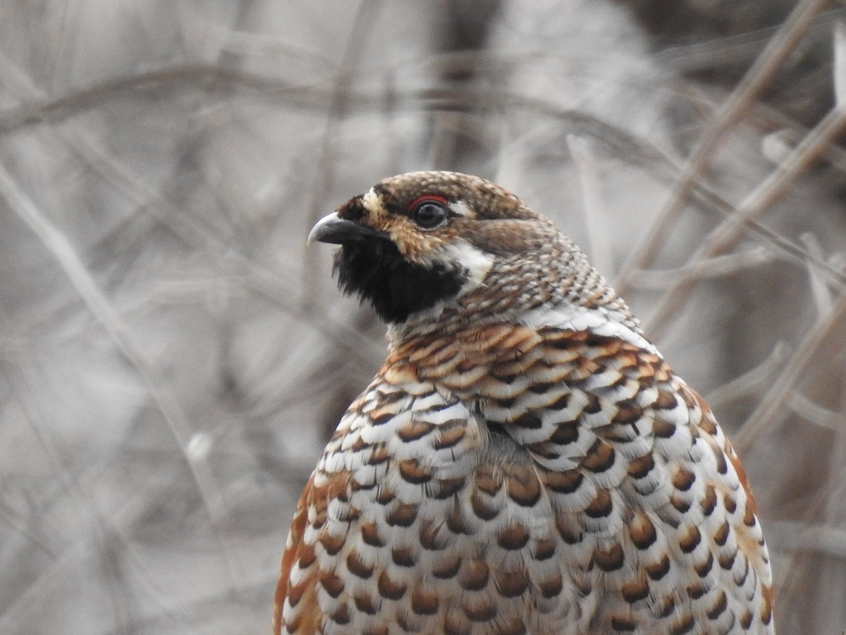 Hazel Grouse - ML213144581