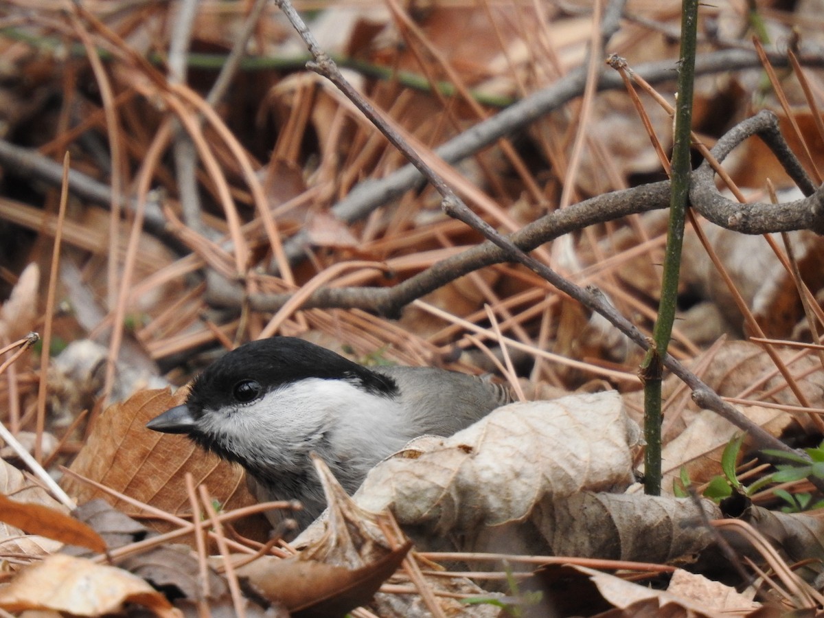 Marsh Tit - ML213144801