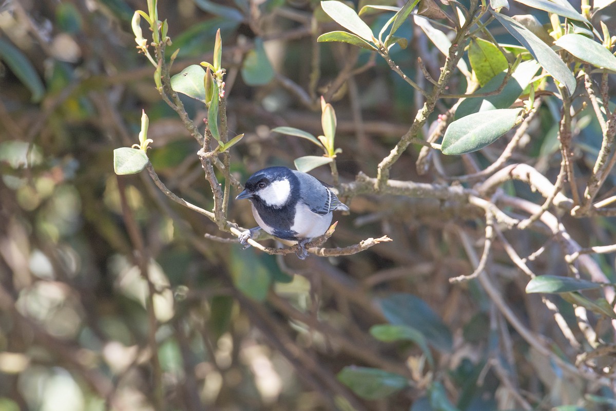 Asian Tit (Cinereous) - ML213145011
