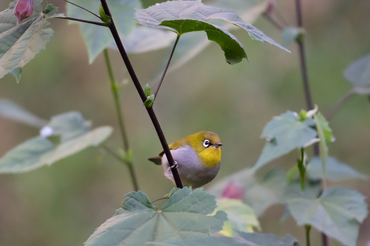 Indian White-eye - ML213145041