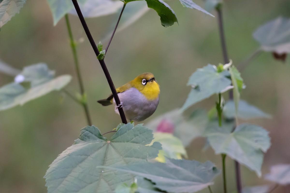 Indian White-eye - ML213145051