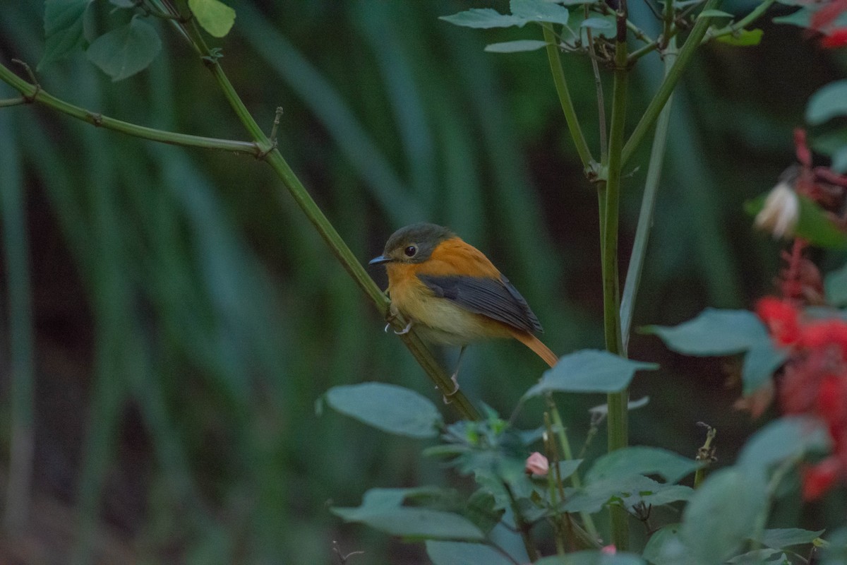 Black-and-orange Flycatcher - ML213145111