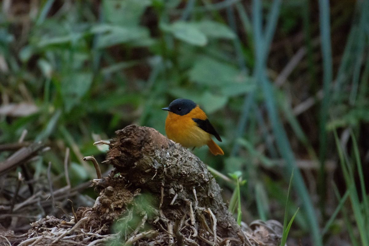 Black-and-orange Flycatcher - ML213145131