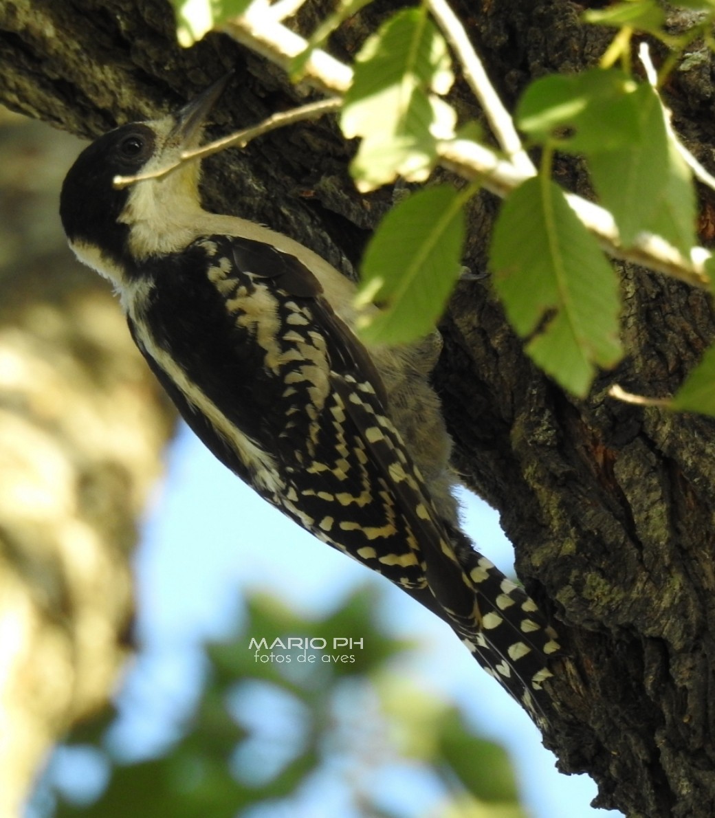 White-fronted Woodpecker - Mario Casadei